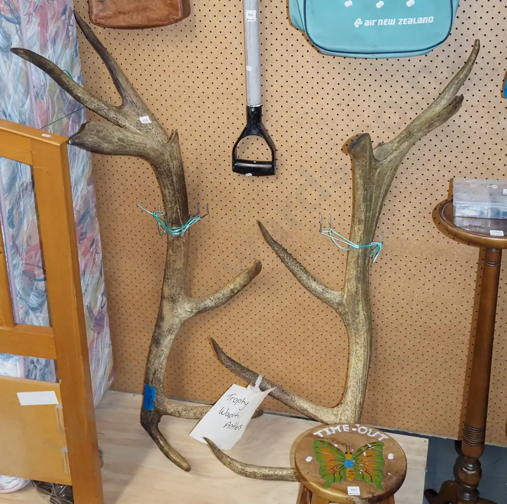 pair of very large wapiti antlers L1150 Image 1++