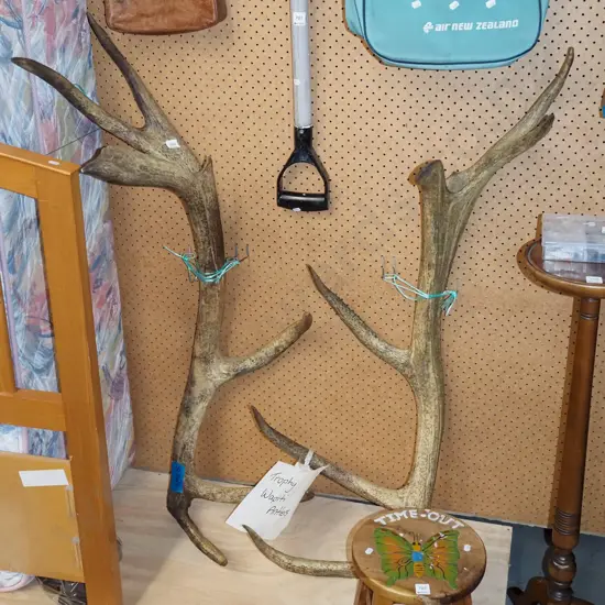 pair of very large wapiti antlers L1150
