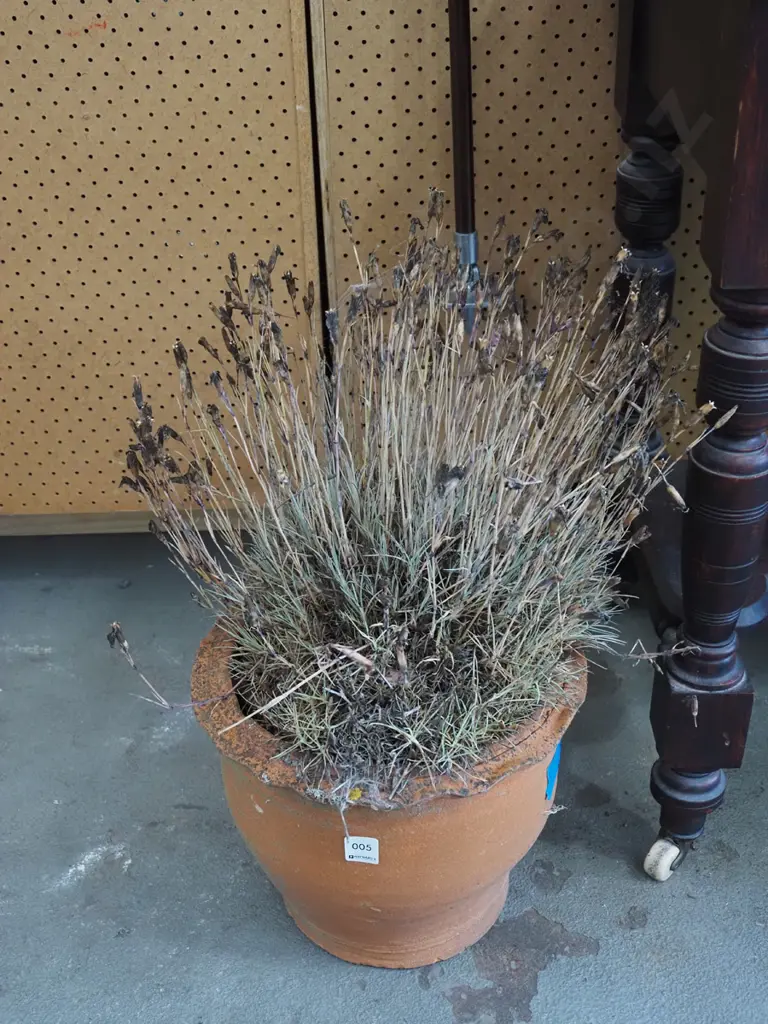 terracotta garden planter - unknown plant Image 1++