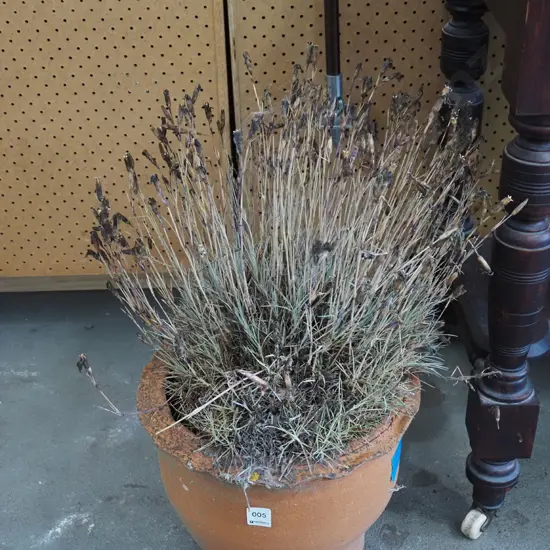 terracotta garden planter - unknown plant