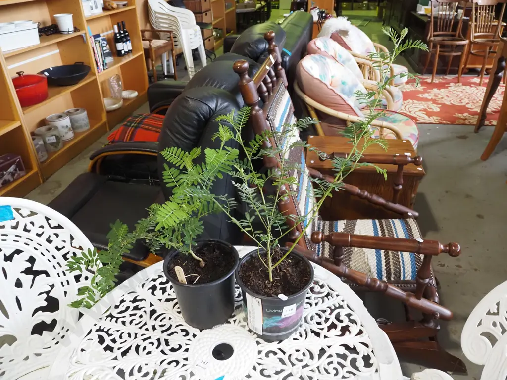 2x potted kakas beaks Image 1++