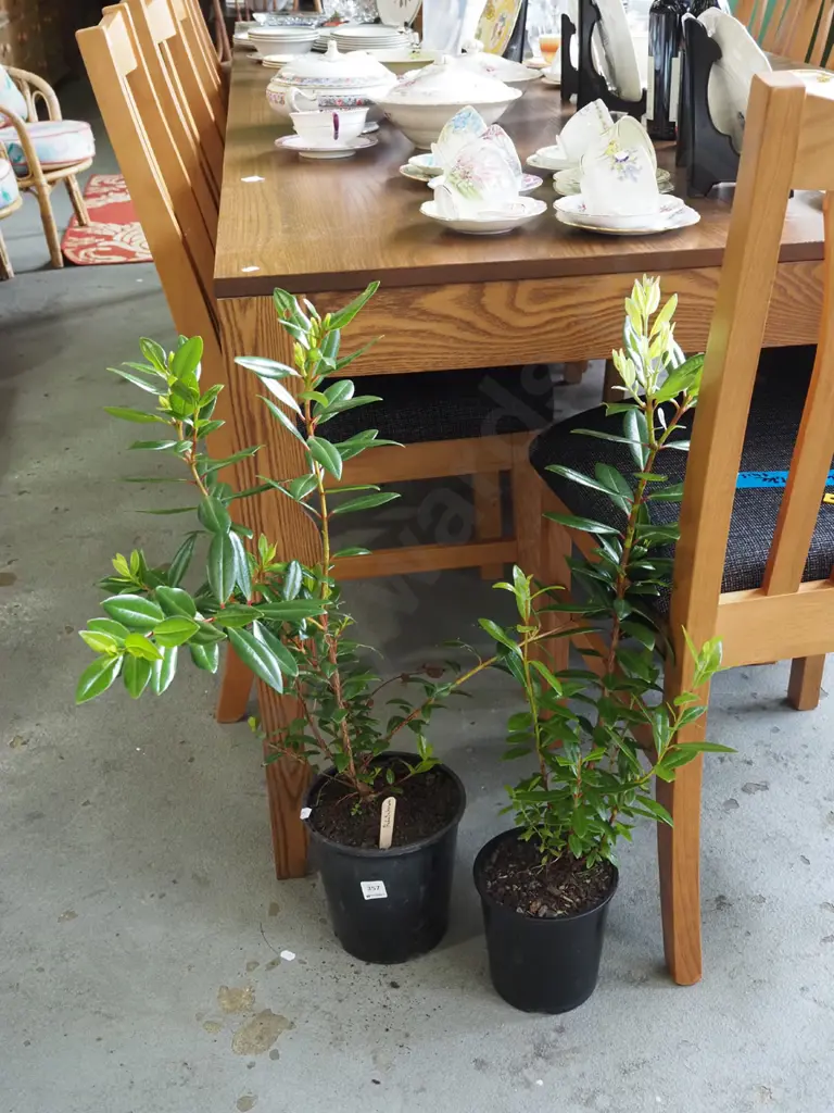 2x potted pohutukawa Image 1++