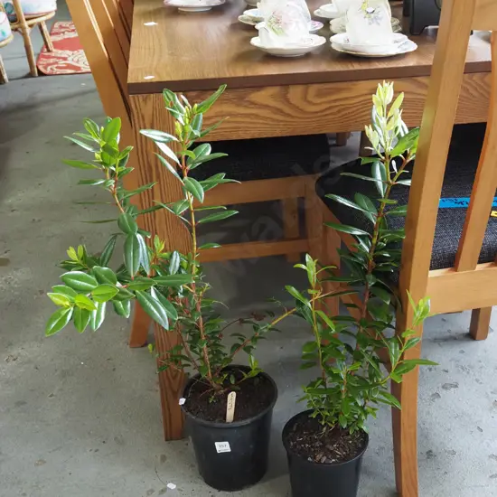 2x potted pohutukawa