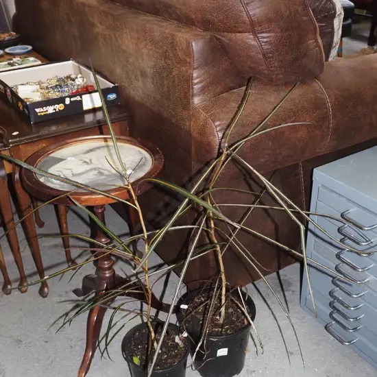 2x potted lancewoods