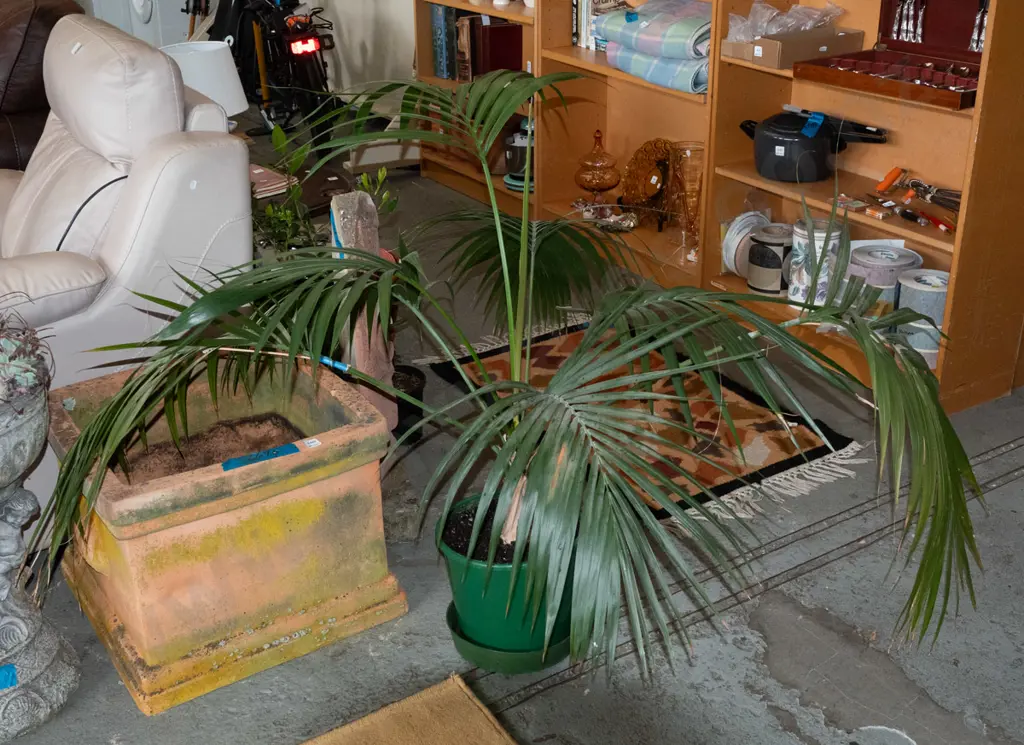 potted kentia indoor palm Image 1++