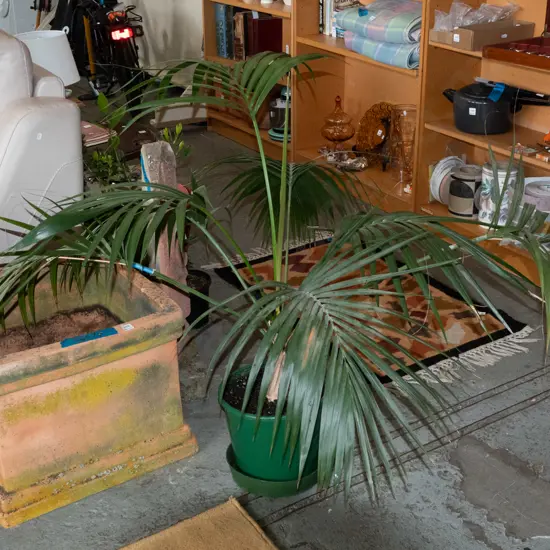 potted kentia indoor palm