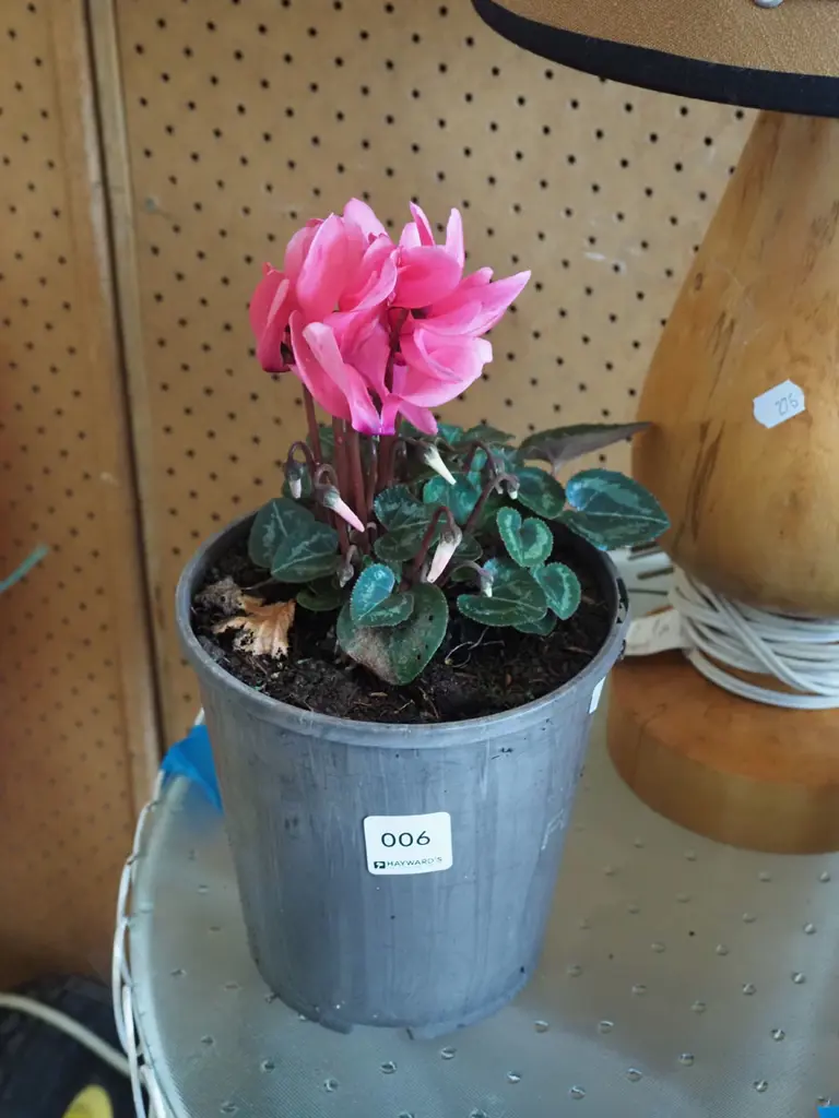 potted pink cyclamen Image 1++