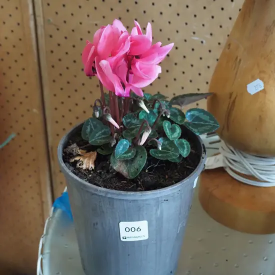 potted pink cyclamen