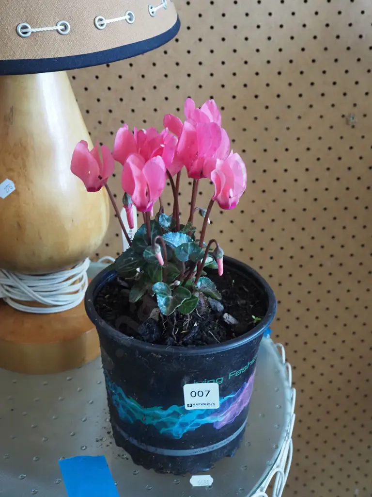 potted pink cyclamen Image 1++