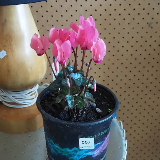potted pink cyclamen