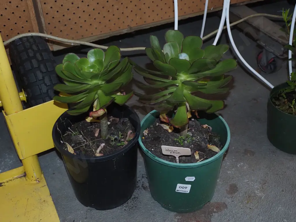 2x potted black rose succulents Image 1++