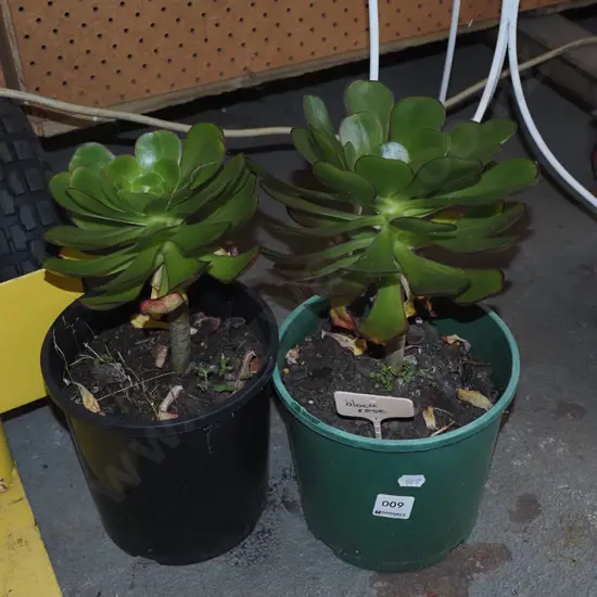 2x potted black rose succulents