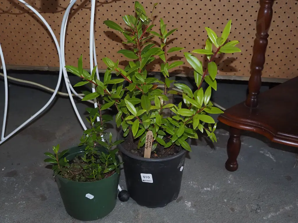 2x potted pohutukawa Image 1++