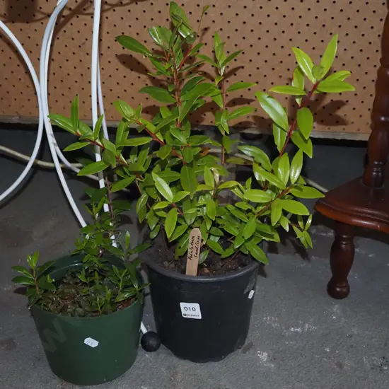 2x potted pohutukawa