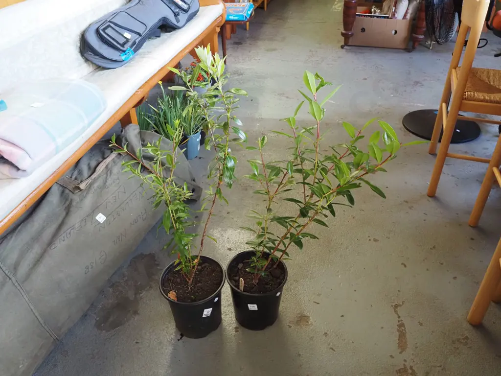 2x potted pohutukawa Image 1++
