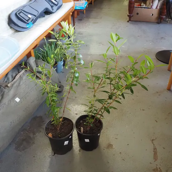 2x potted pohutukawa