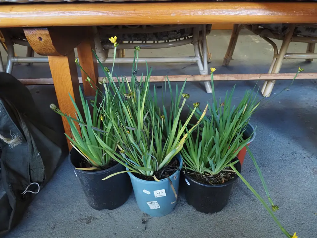 6x potted yellow eyed grasses Image 1++