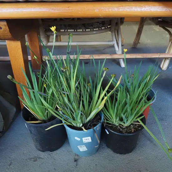 6x potted yellow eyed grasses