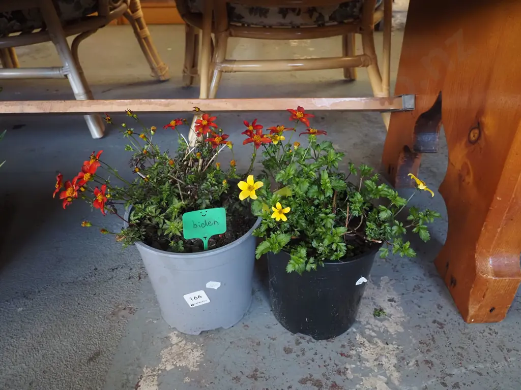 2x potted biden - yellow and orange Image 1++