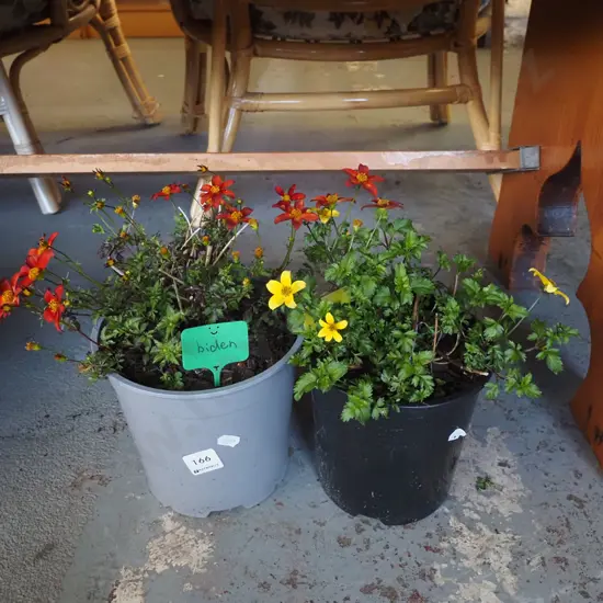 2x potted biden - yellow and orange