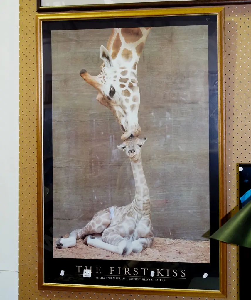 framed poster- giraffes Image 1++