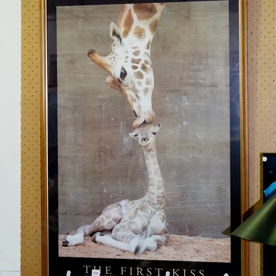 framed poster- giraffes