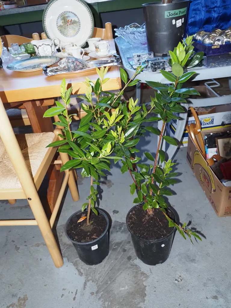 2x potted pohutukawa Image 1++