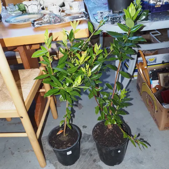 2x potted pohutukawa