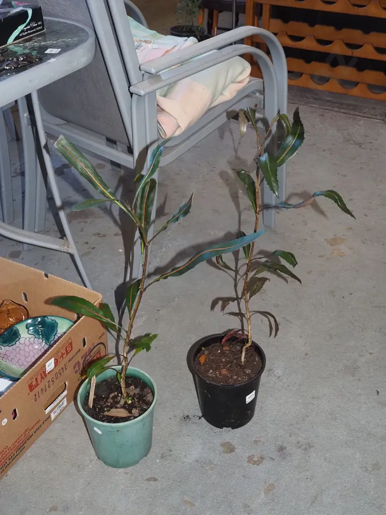 2x potted lancewoods Image 1++