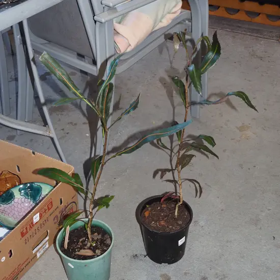 2x potted lancewoods