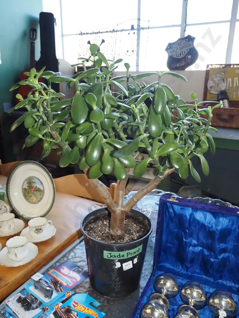 potted jade plant Total H630 Image 1++