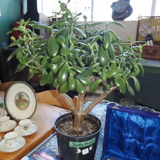 potted jade plant Total H630