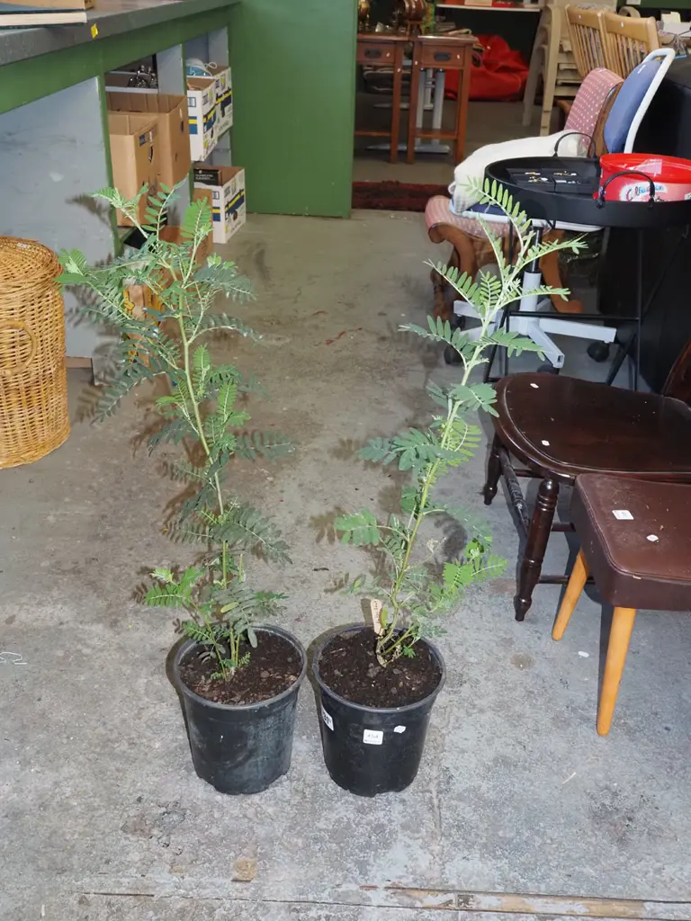 2x kakas beaks Image 1++