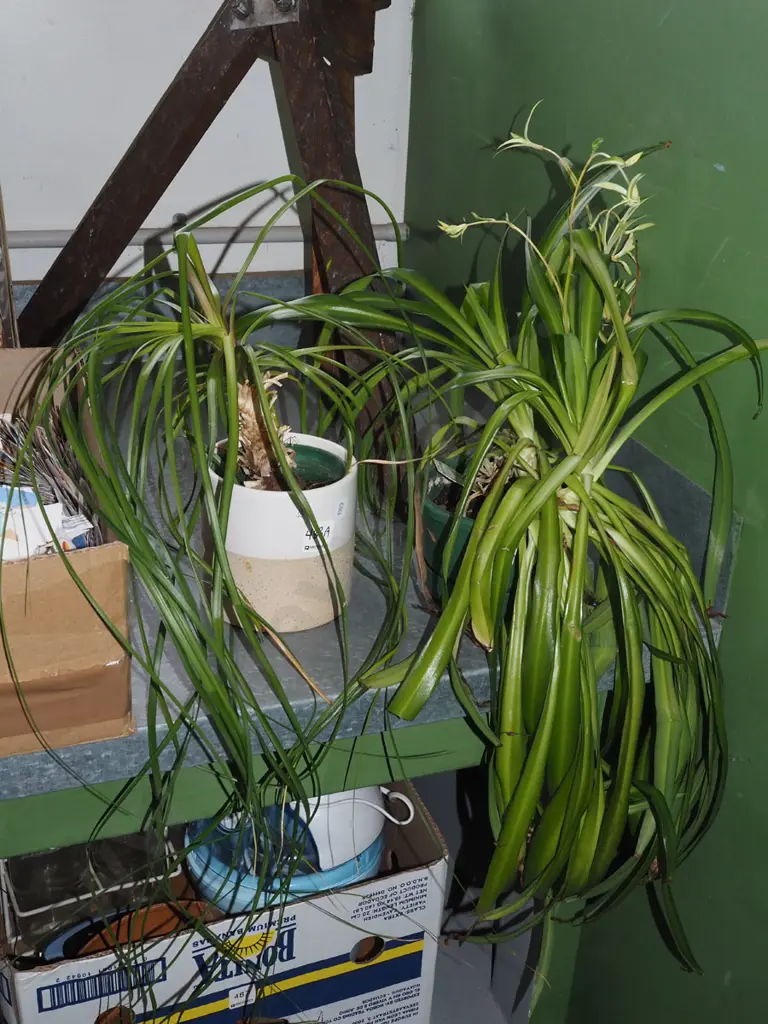 2x potted indoor plants - 1x spider plant, 1x other Image 1++