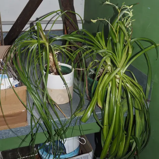 2x potted indoor plants - 1x spider plant, 1x other
