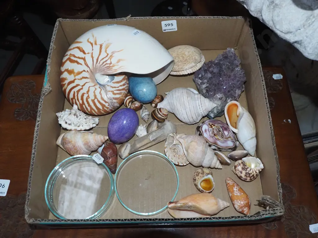 box of various seashells, polished stone egg, petri dish Image 1++