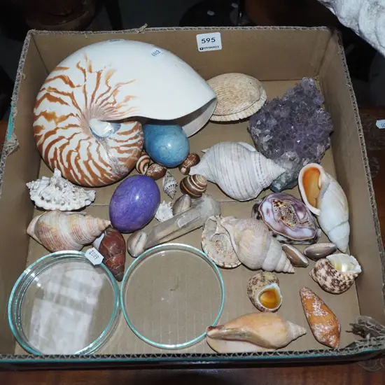 box of various seashells, polished stone egg, petri dish