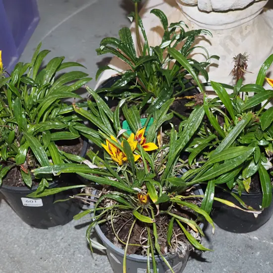 4x potted gazanias