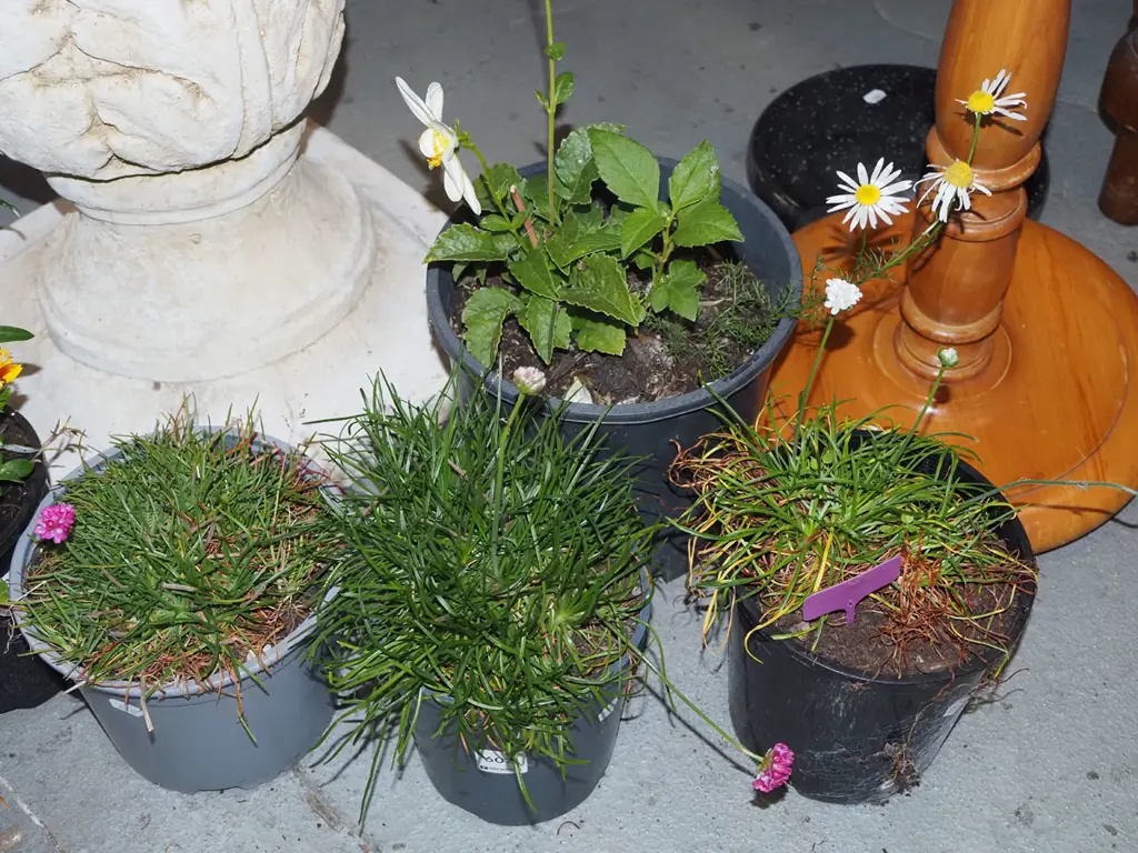 3x potted ameria, potted daisy Image 1++