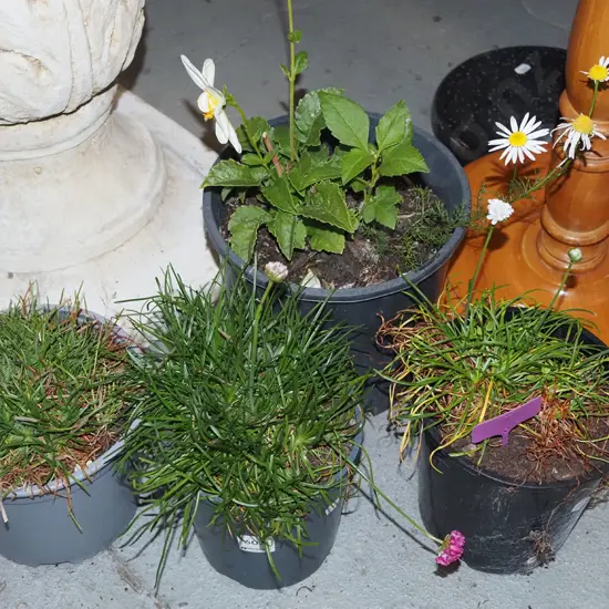 3x potted ameria, potted daisy
