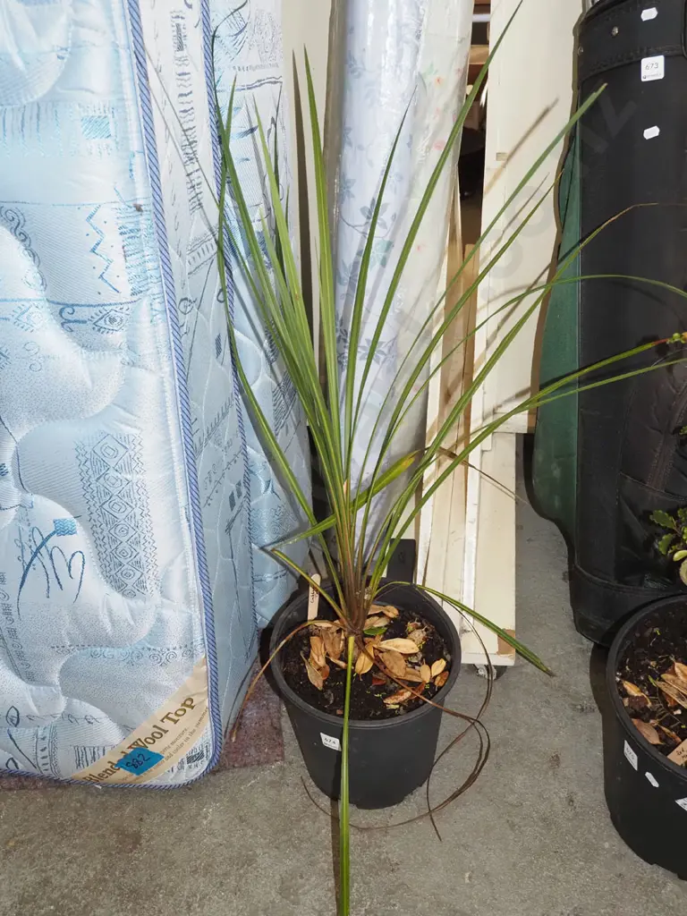 potted cabbage tree Image 1++