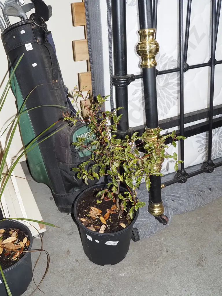 potted reds matipo Image 1++