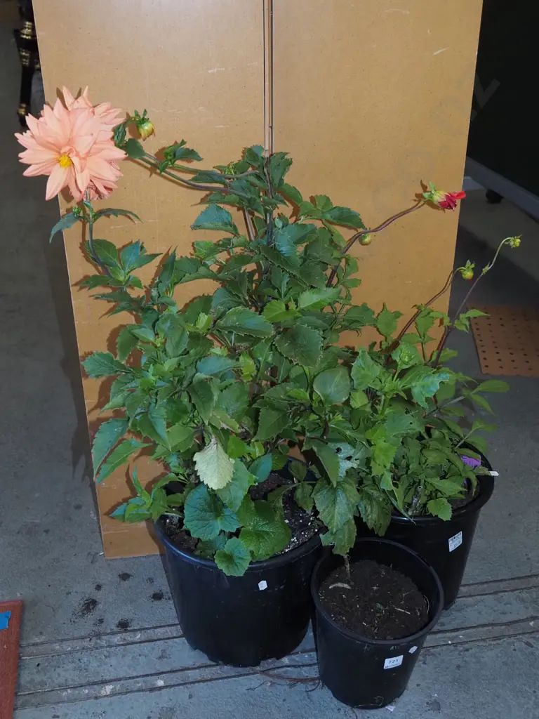 3x potted dahlias Image 1++
