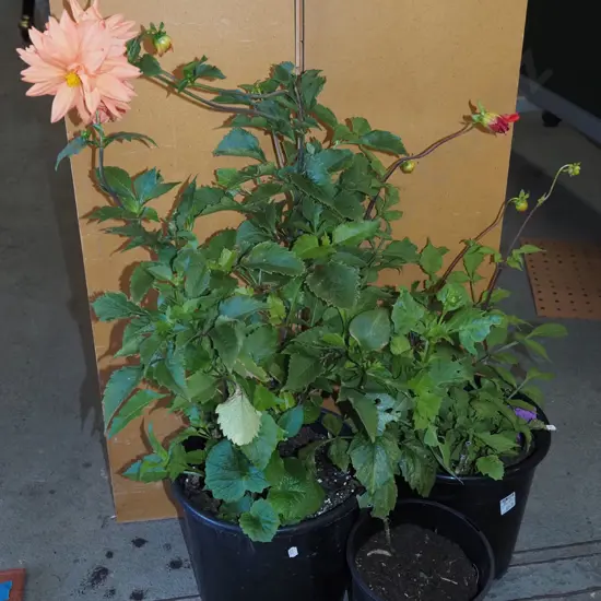 3x potted dahlias