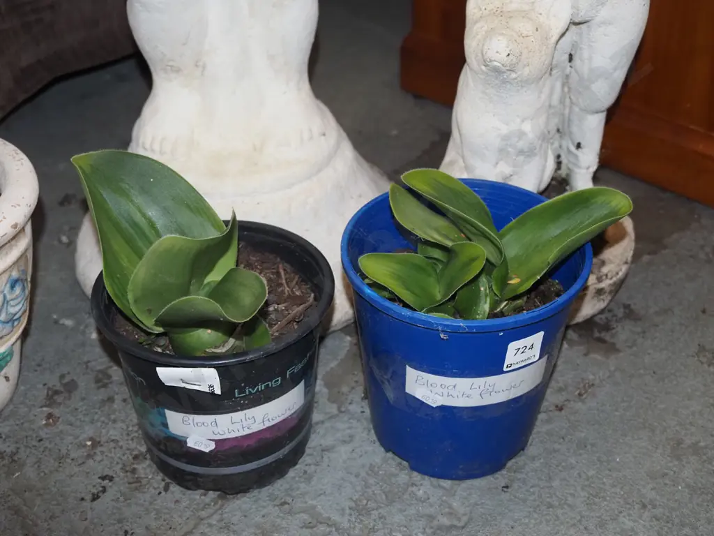 2x potted white blood lillies Image 1++