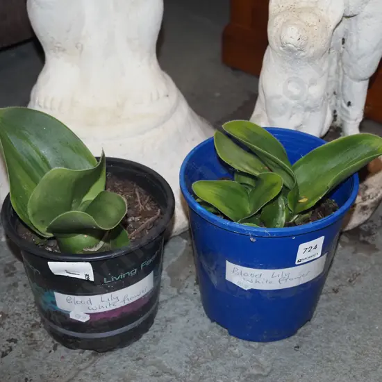 2x potted white blood lillies