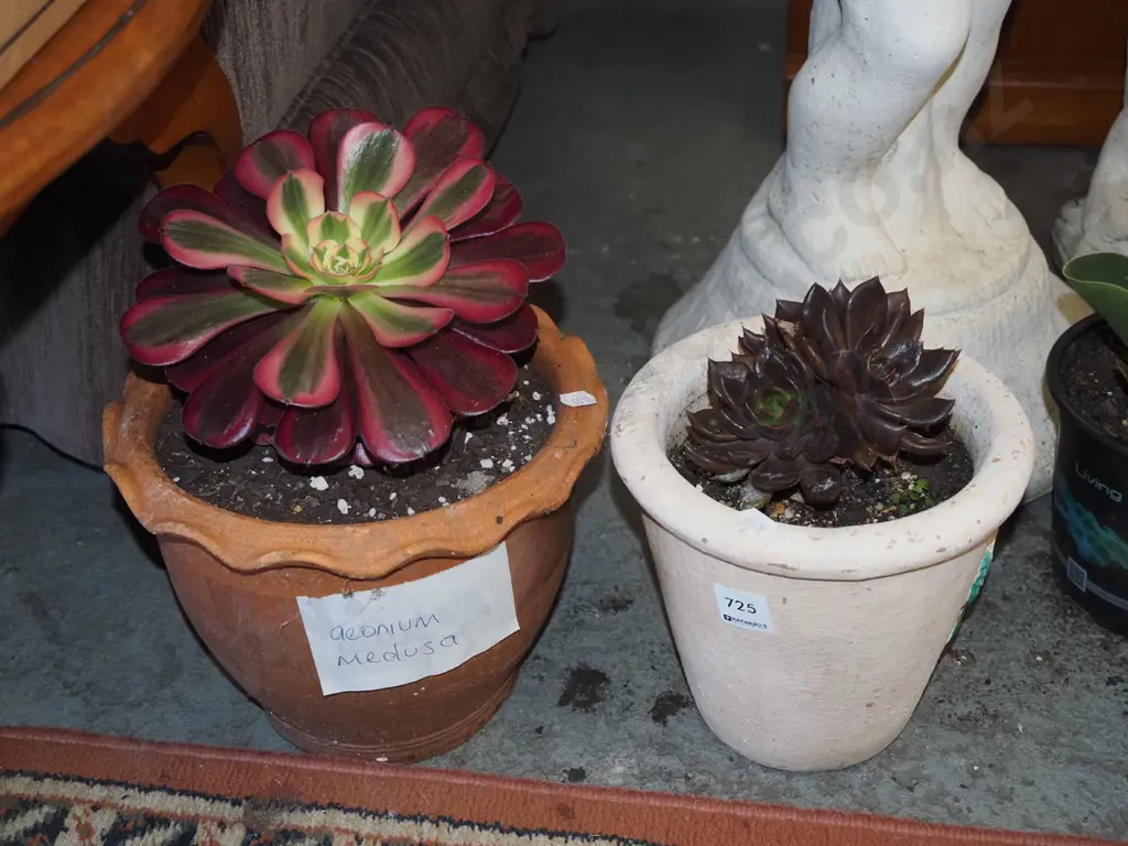 2x potted succulents - aeonium medusa, black prince Image 1++