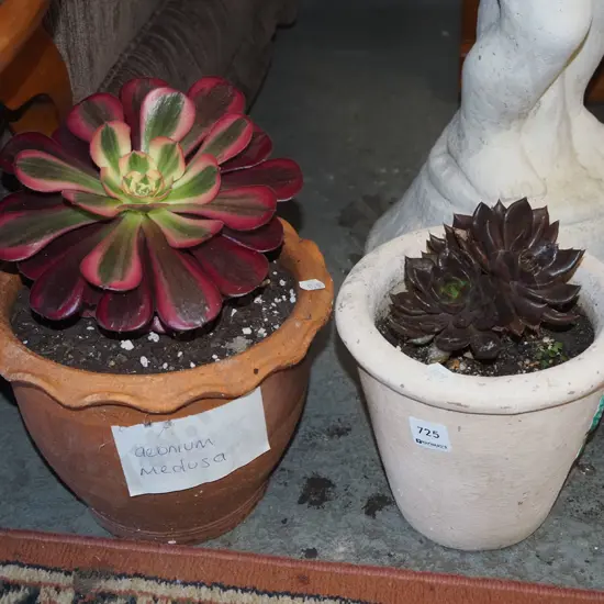 2x potted succulents - aeonium medusa, black prince