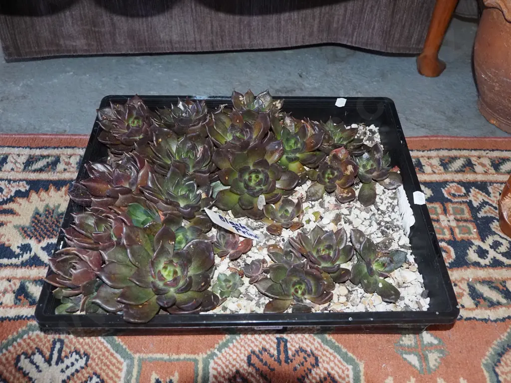 tray of black prince succulents Image 1++