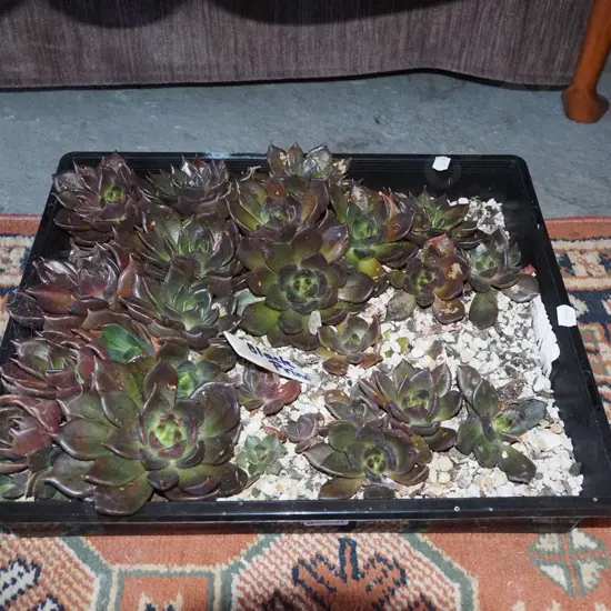 tray of black prince succulents